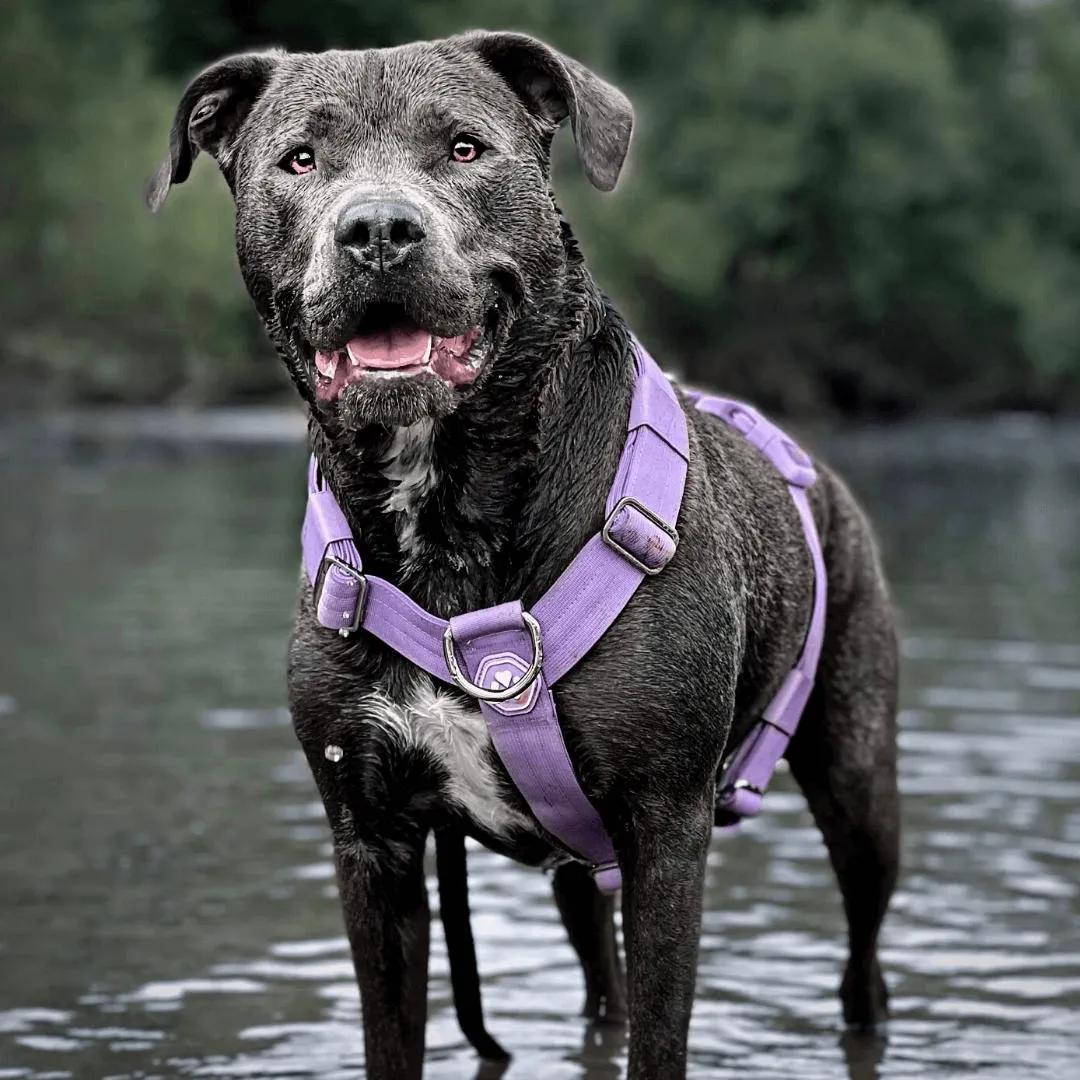 Comfort Control No-Pull Harness Sets