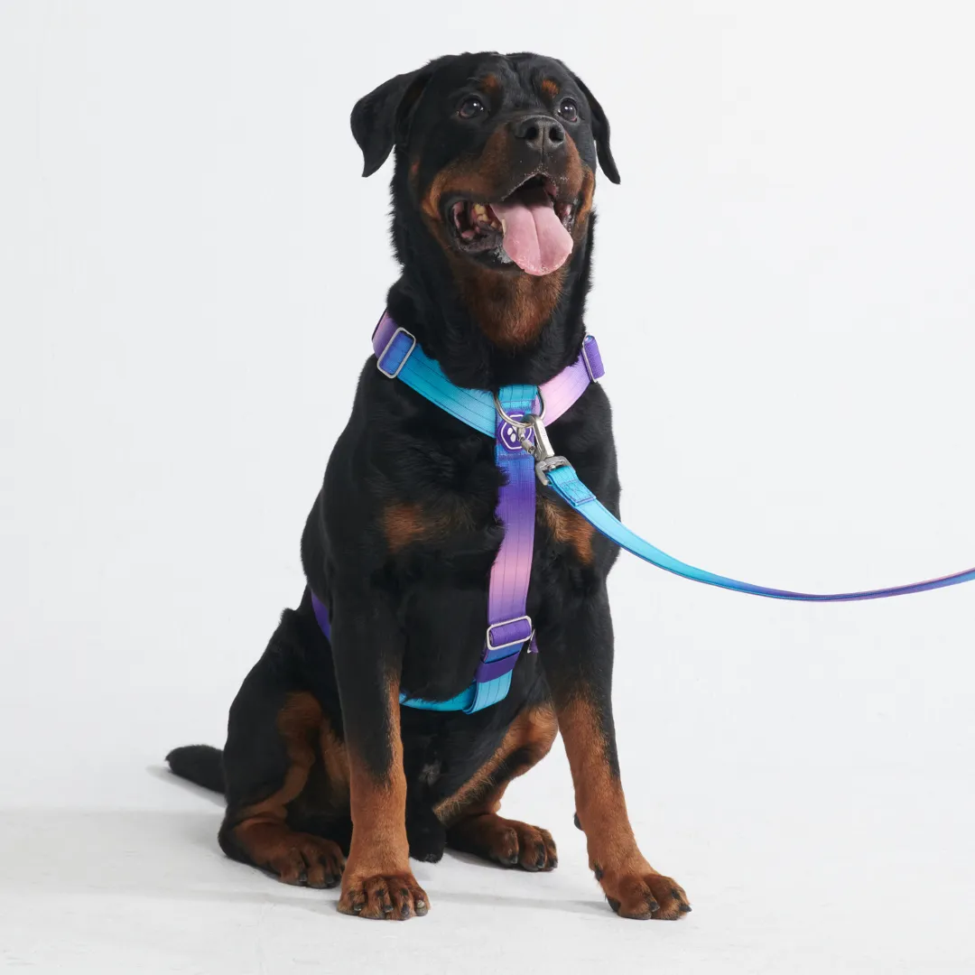 Comfort Control No-Pull Harness Sets