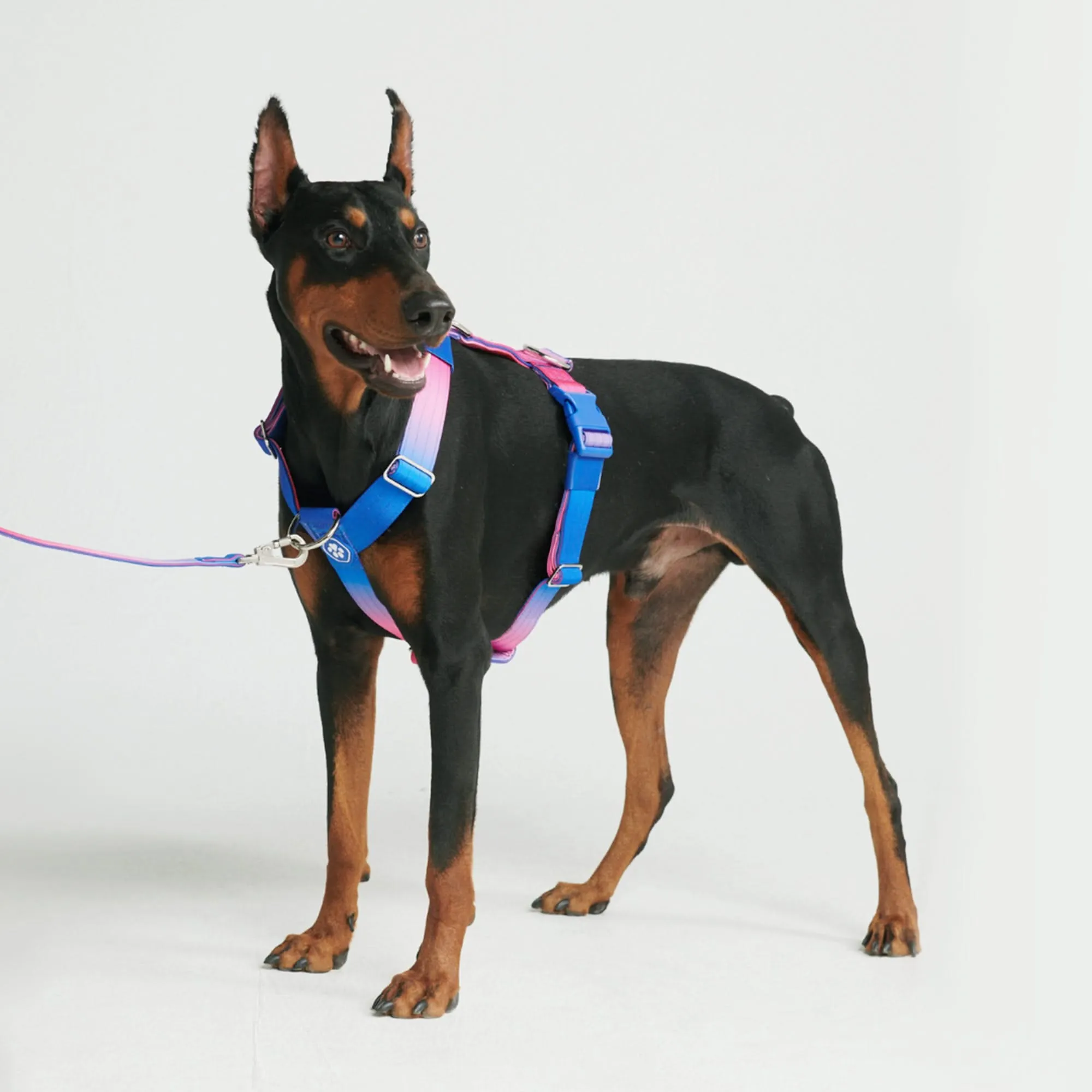 Comfort Control No-Pull Harness Sets
