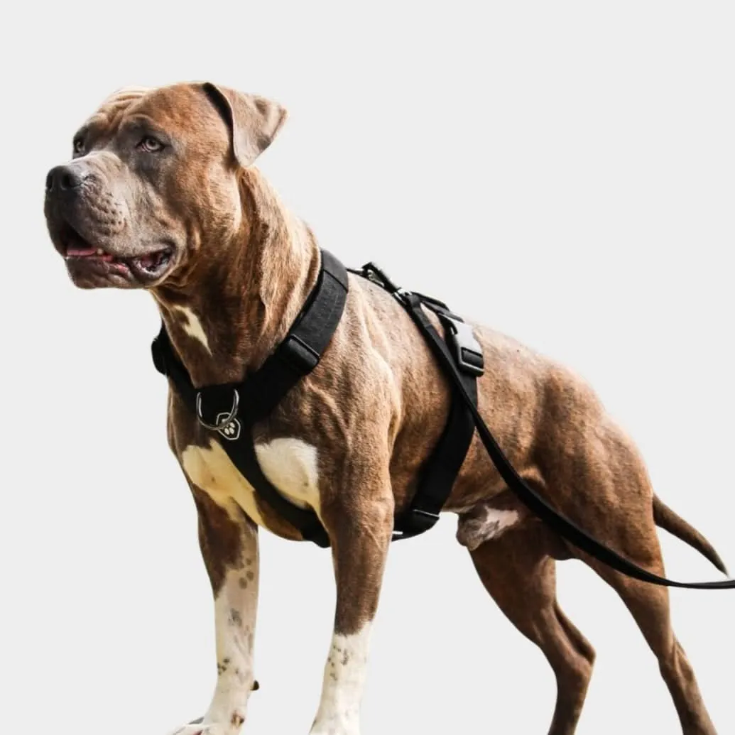 Comfort Control No-Pull Harness Sets