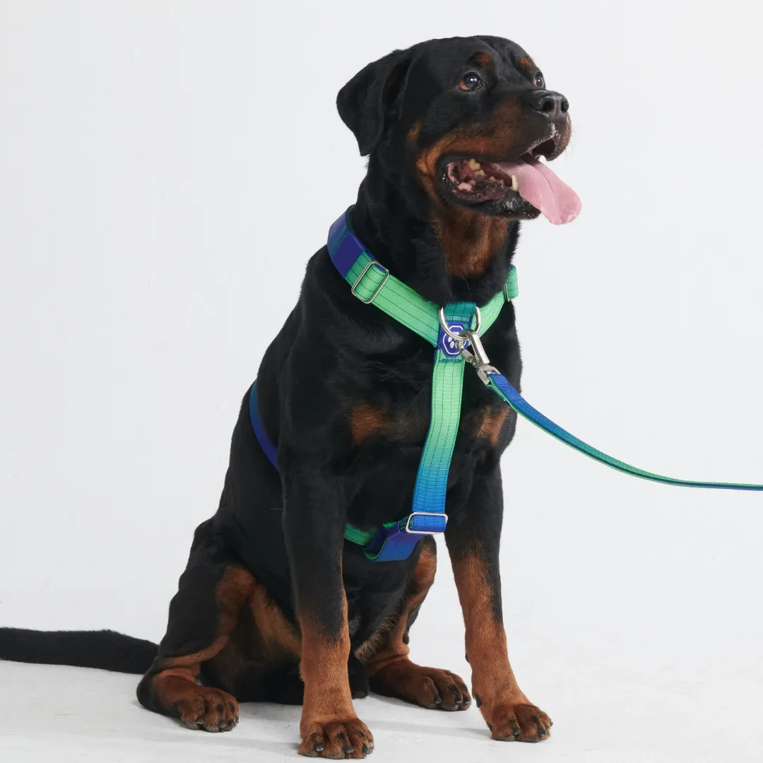 Comfort Control No-Pull Harness Sets